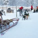 Rovaniemi - Huskies