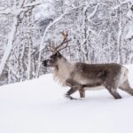Saariselka - Santa & Reindeers
