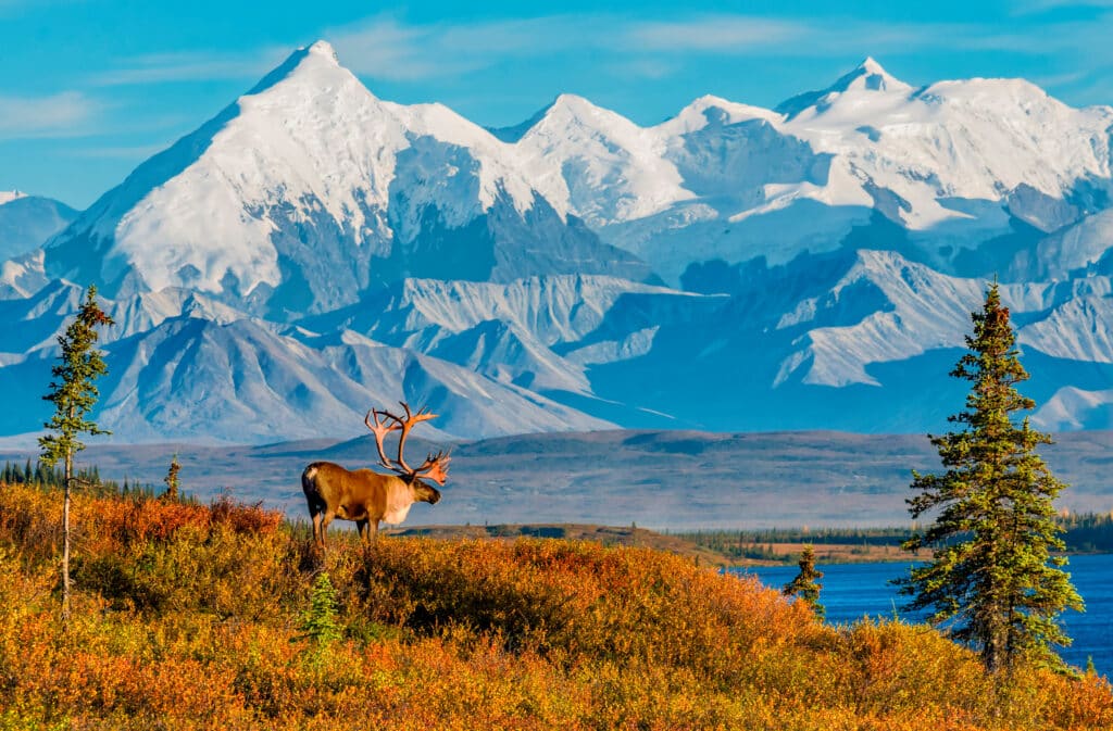 Canada and Alaska Wildlife Guide